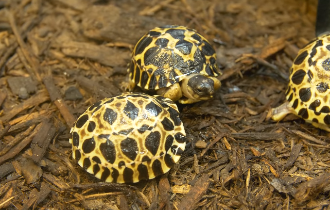 Houston Zoo 
