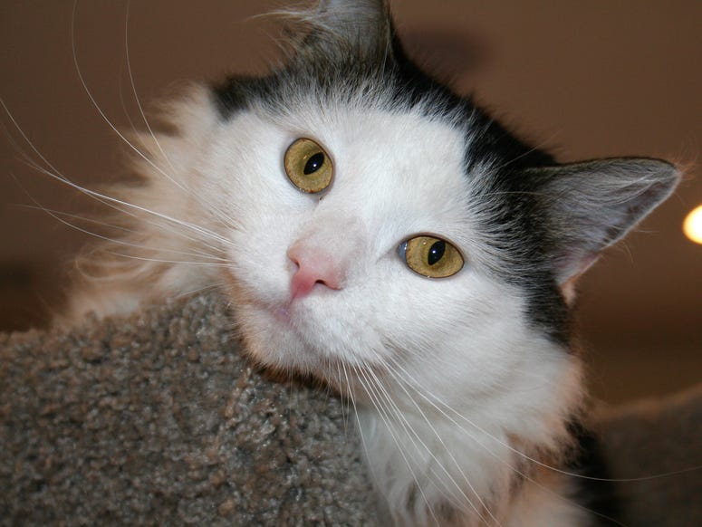 Ralph the Kitty