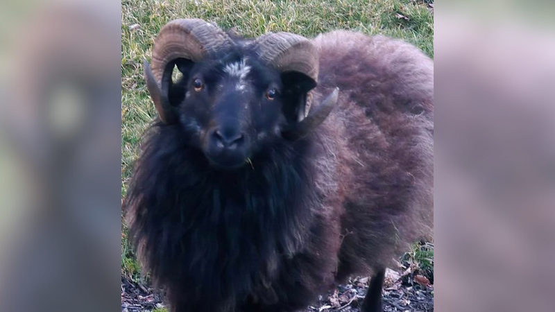 A ram is on the lam in South Jersey