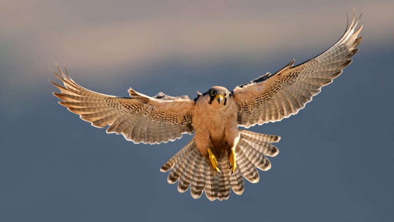 Raptor