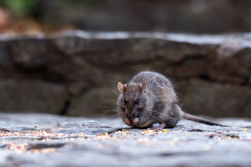 rat eating grain