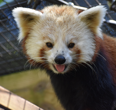 Red Panda