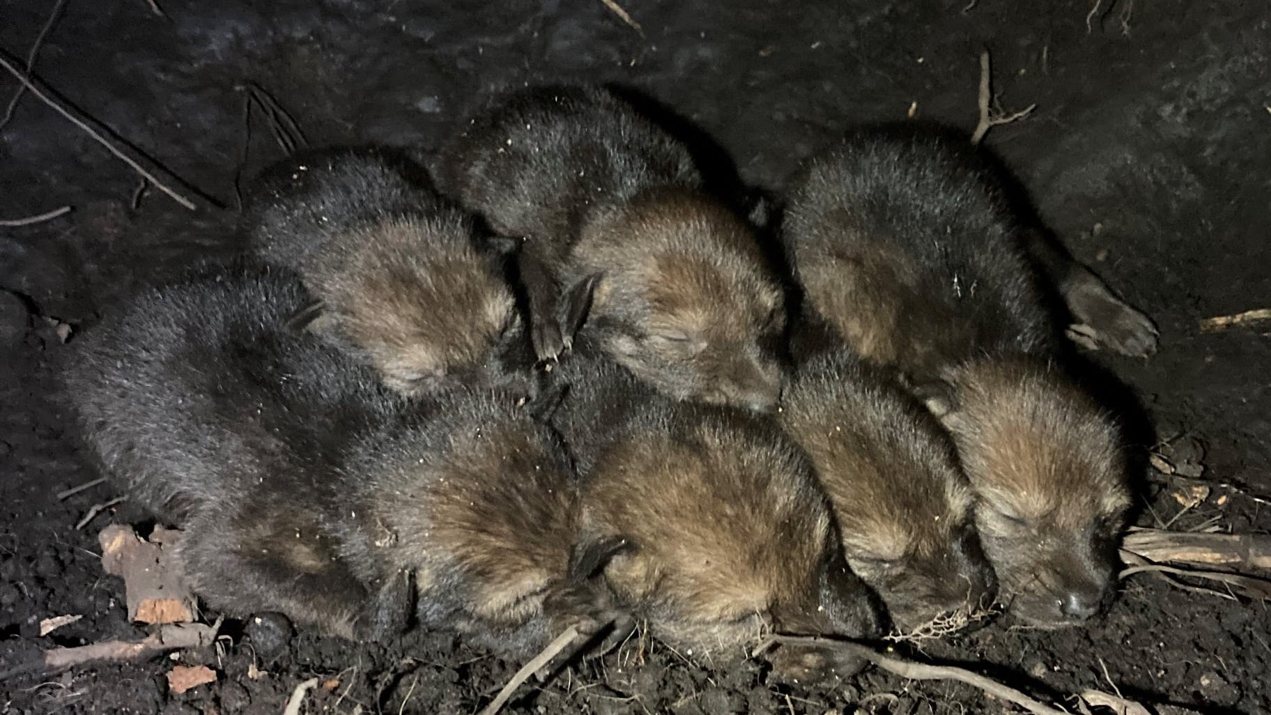 Most endangered wolf in the world just had a litter of pups