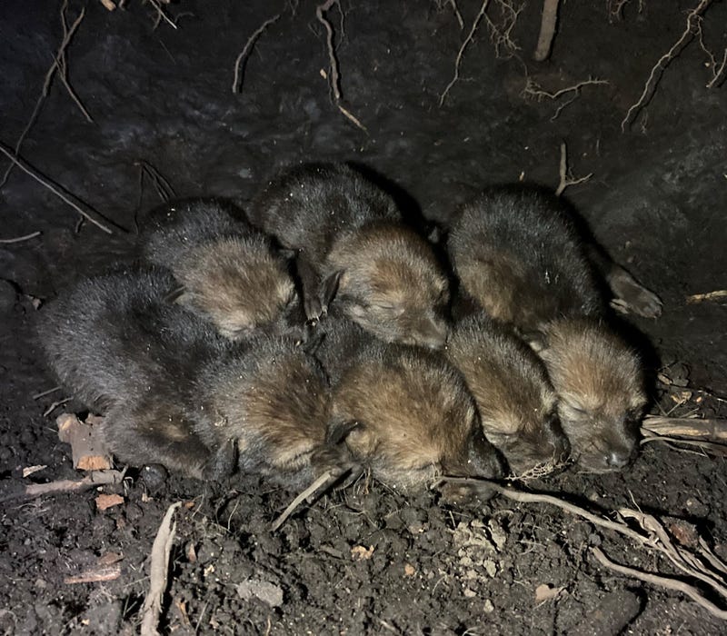 The red wolf litter in their natural den