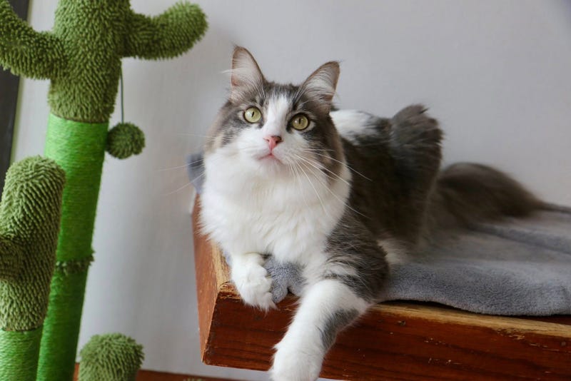 Reginald (cat)
