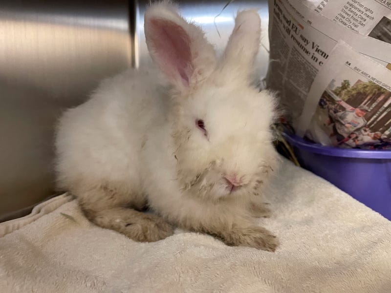 Abandoned rabbits are an increasing sight now that people are going back into work.