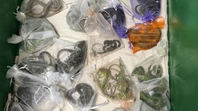 California man pleads guilty to smuggling 1,700 animals