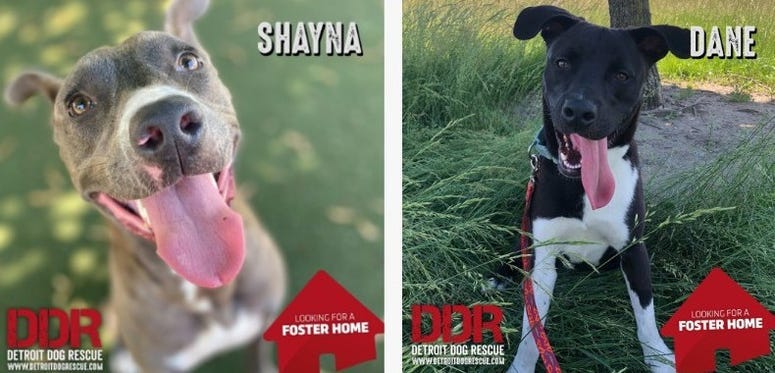 Available dogs at Detroit Dog Rescue in Warren