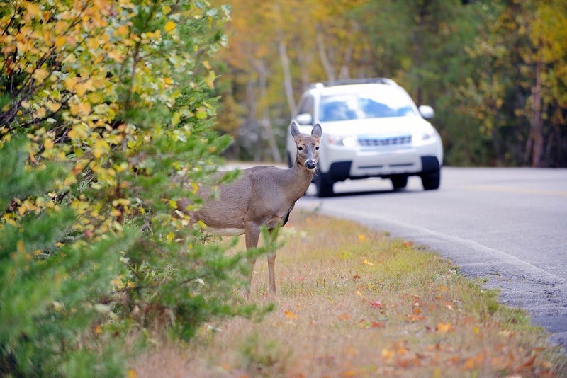 Deer