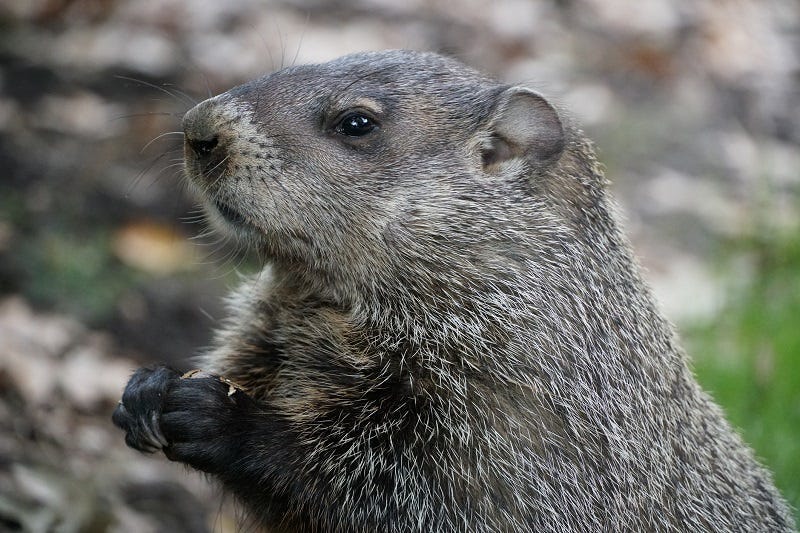 groundhog