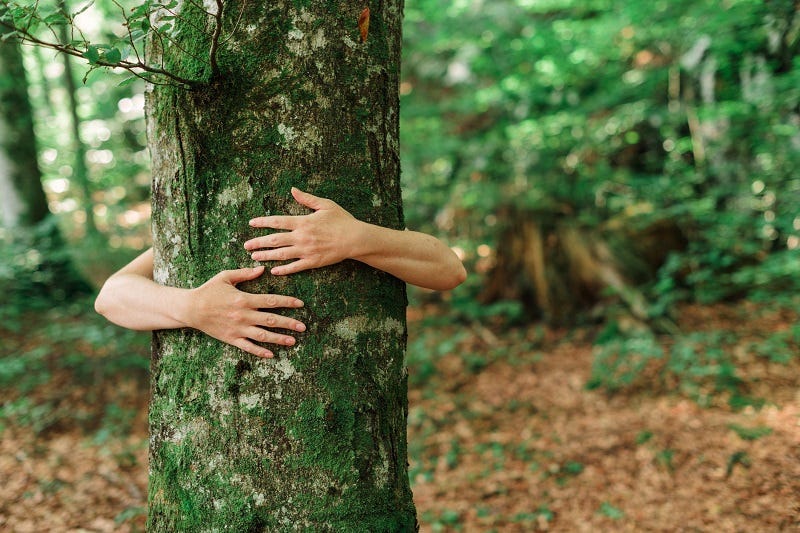 Hugging Tree