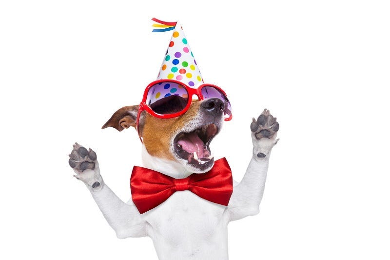 Dog at party