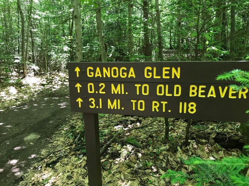 Rickett's Glen