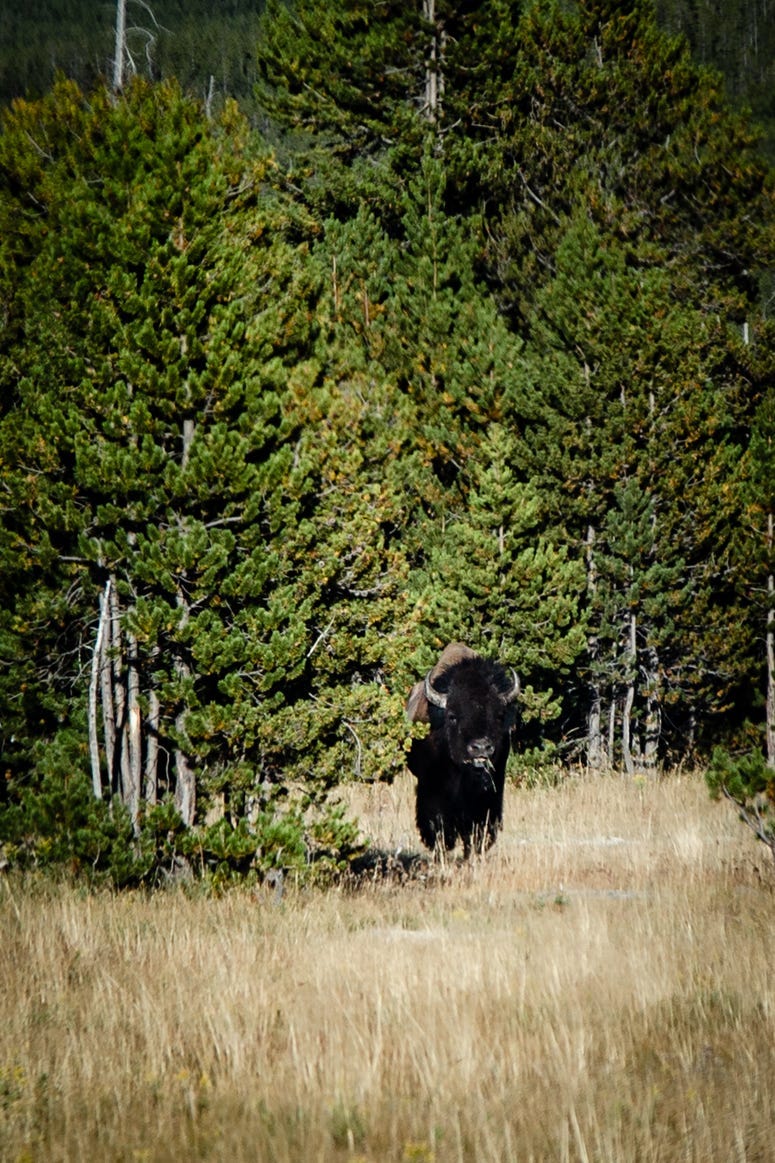 Yellowstone National Park