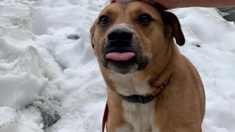 Community raises money for 'Rocky,' the La Verne dog who fought off a mountain lion