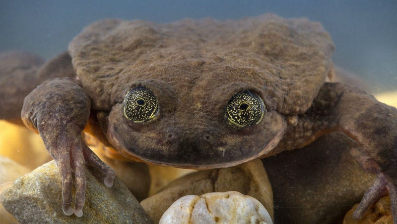 Romeo, the world's loneliest frog