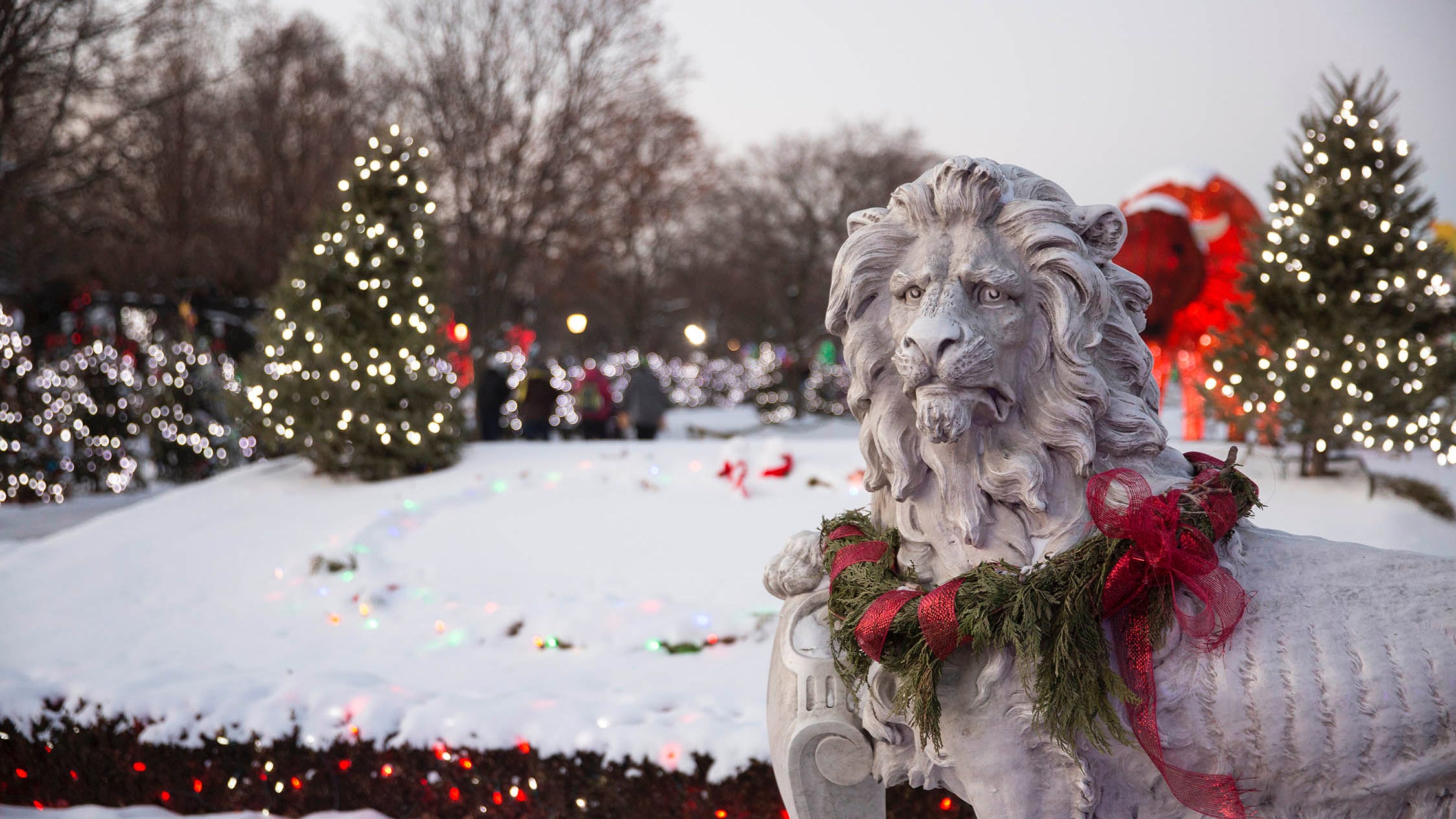After holiday lights show, Brookfield Zoo will hibernate for 2 months