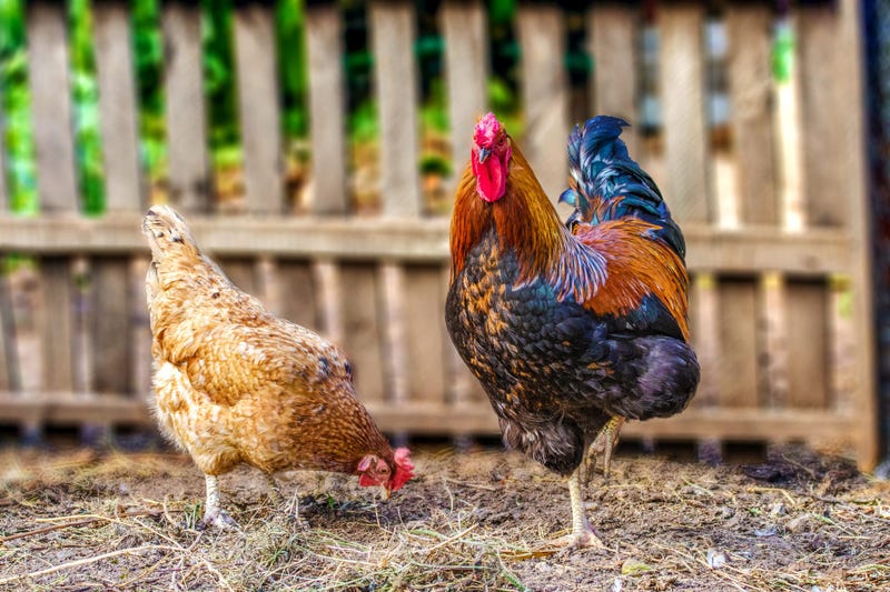 Rooster