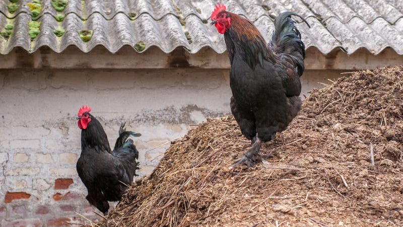 WATCH: Rooster Chases Australian Shepherd In Lapeer