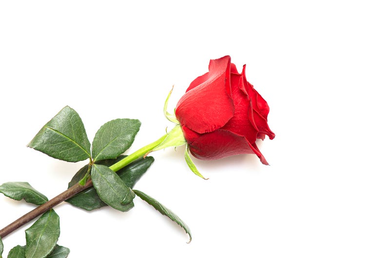 rose