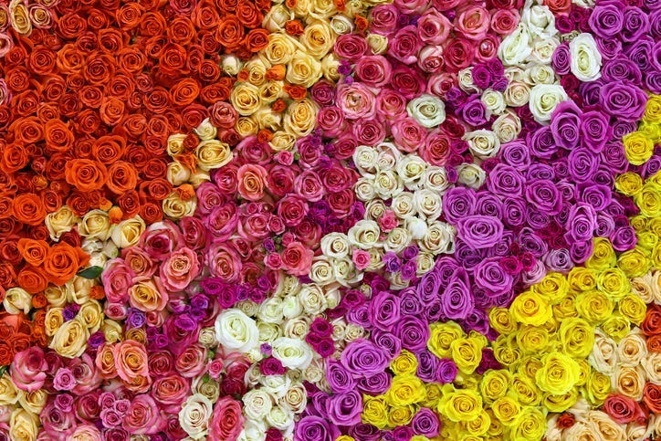 Roses