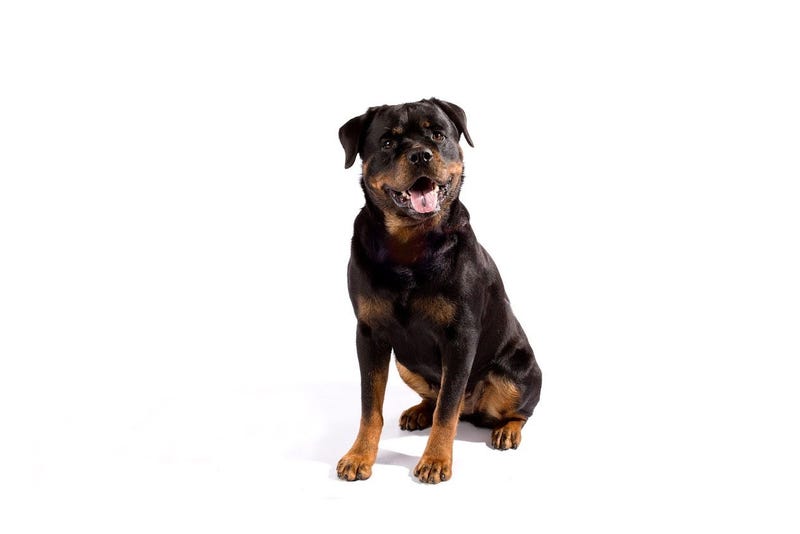 Rottweiler