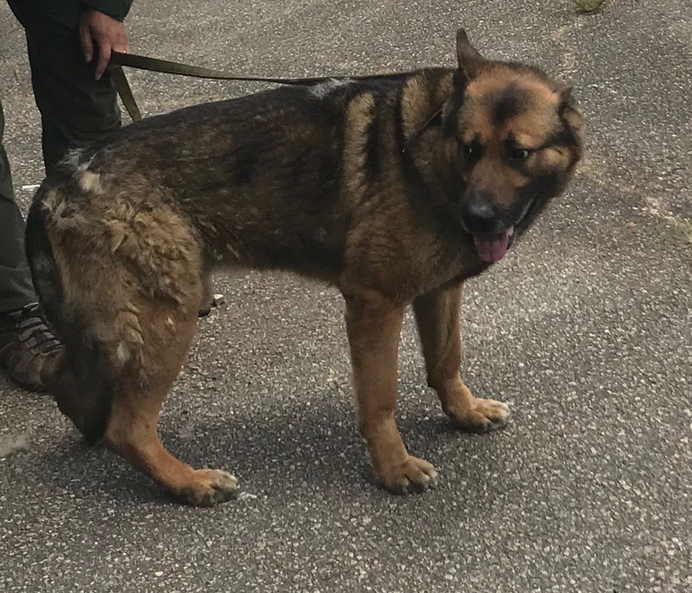 Rudy - K-9 Deputy