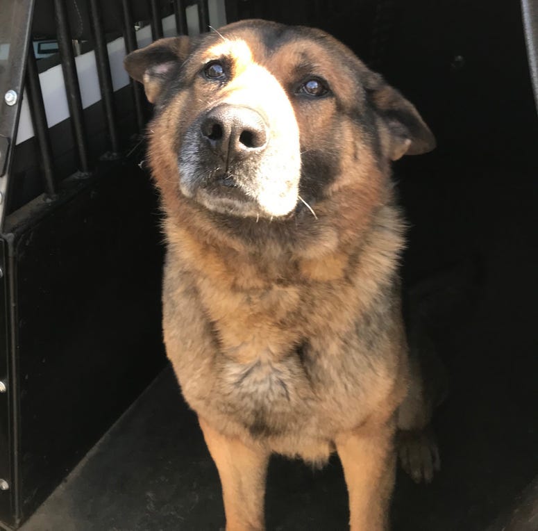Rudy - K9 Deputy Missing
