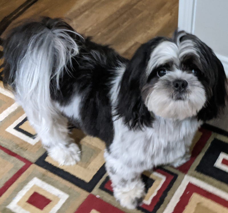 Rudy Roo the Shih Tzu