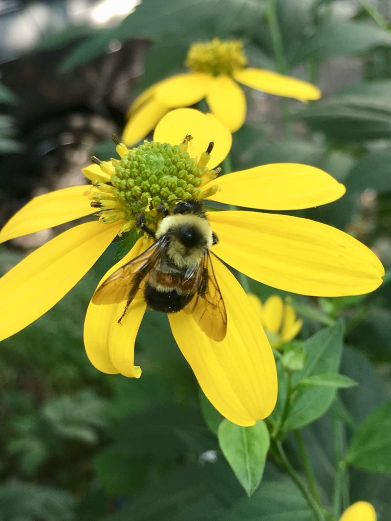 It’s World Bee Day — a focus on pollinators and the challenges they face