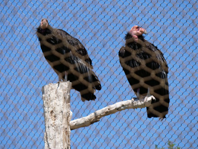 California condors are dying from lead poisoning
