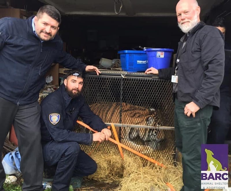The concerned citizen claimed to have entered an abandoned Houston, Texas home to smoke pot and found a tiger.