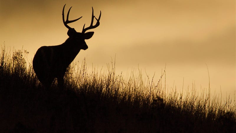 Deer in 24 states infected with chronic wasting disease