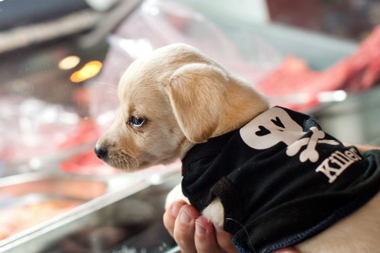 Researchers warn in a new study that many of the raw meat products for dogs they looked at contained high levels of bacteria that could put both people and animals at risk of infection.