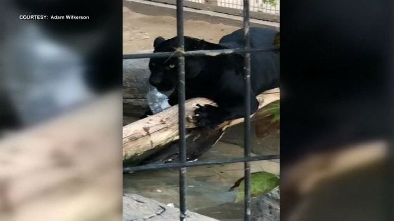 A woman who was attacked by a jaguar at an Arizona zoo has apologized for the incident, according to a zoo spokeswoman.