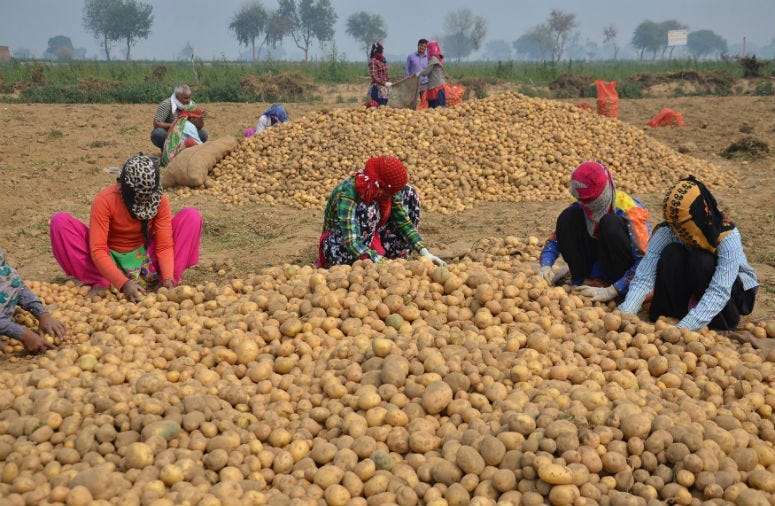 PepsiCo says the farmers were "illegally" growing its registered variety of potatoes.