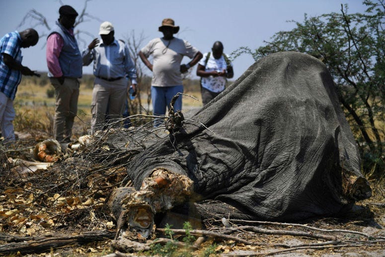 Members of the media gather around the carcass of a dead elephant in Chobe, on September 19, 2018.