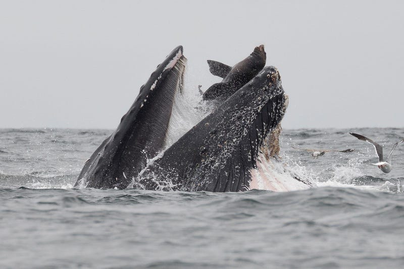 Whale and Sea Lion