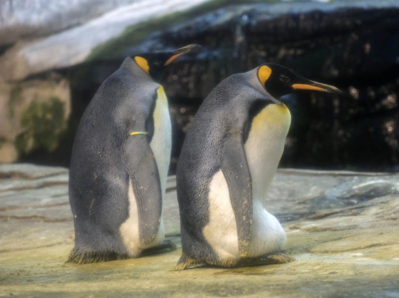 Skipper and Ping, a male king penguin couple, have adopted an egg at Zoo Berlin.