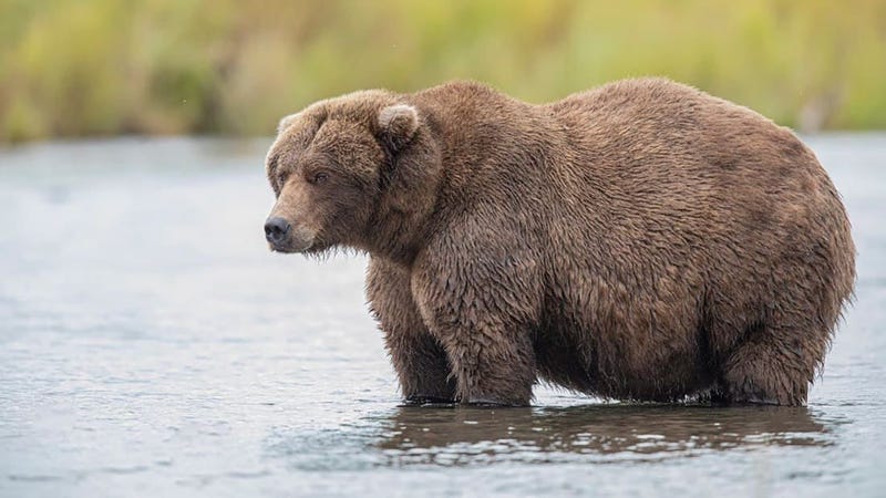 Fat Bear Week 