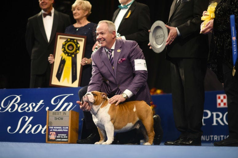 A Bulldog named "Thor" poses for a photo after he wins "Best in Show" at the Greater Philadelphia Expo Center.