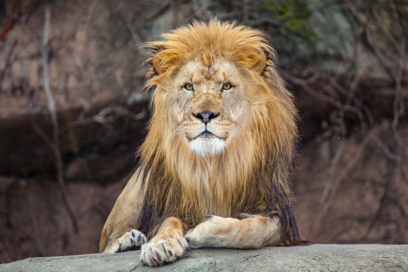 Sahar, Lincoln Park Zoo male lion