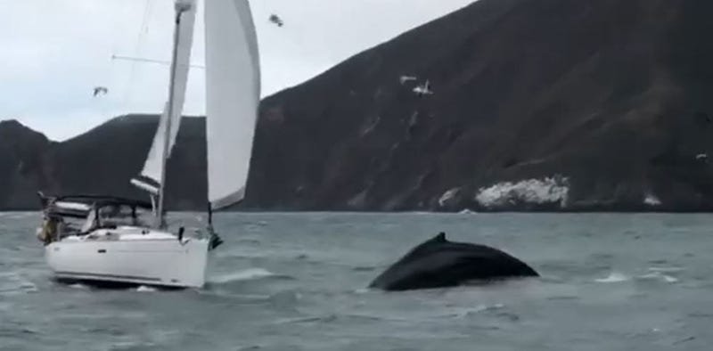 A video shared by San Francisco Whale Tours shows a sailboat that nearly struck a humpback whale in the San Francisco Bay.