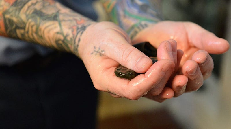 Inmate Robert Cooper holds a hellbender salamander that is part of Green Initiative at Marion Correctional Institution on December 3, 2014 in Marion, Ohio.