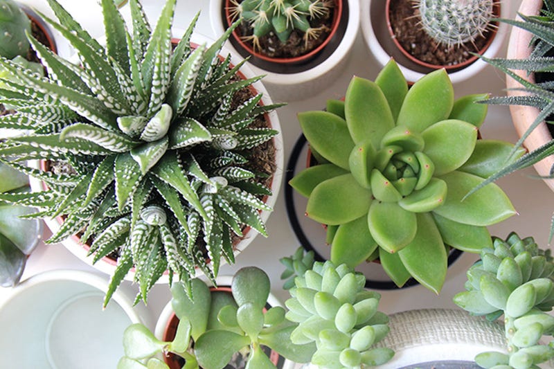 planting