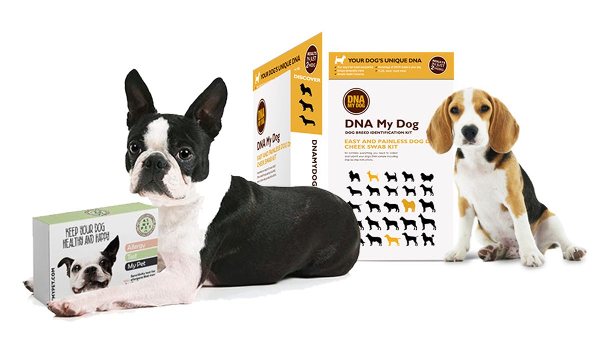 These dog DNA and allergy tests are perfect for that special animal lover in your life