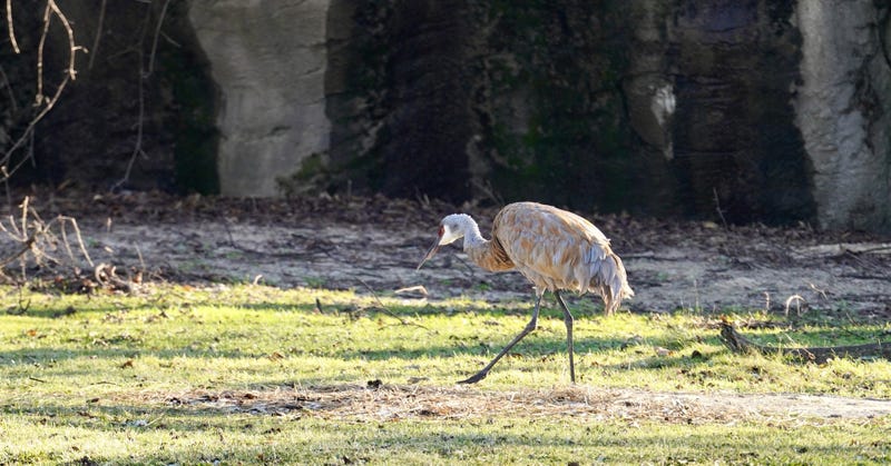 Sandhill crane