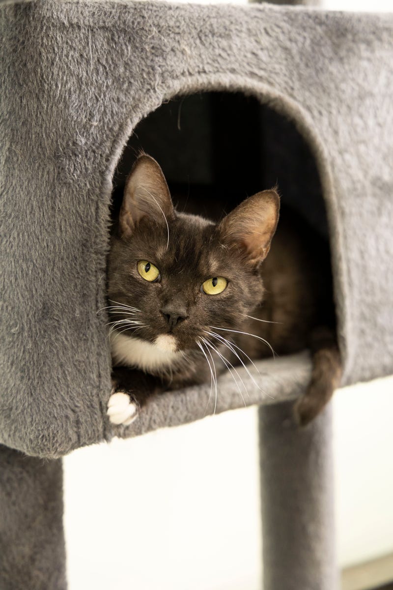 Saola at The Humane Society of North Central Florida
