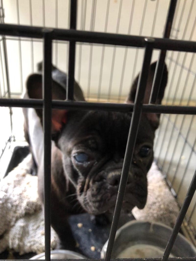 Dog