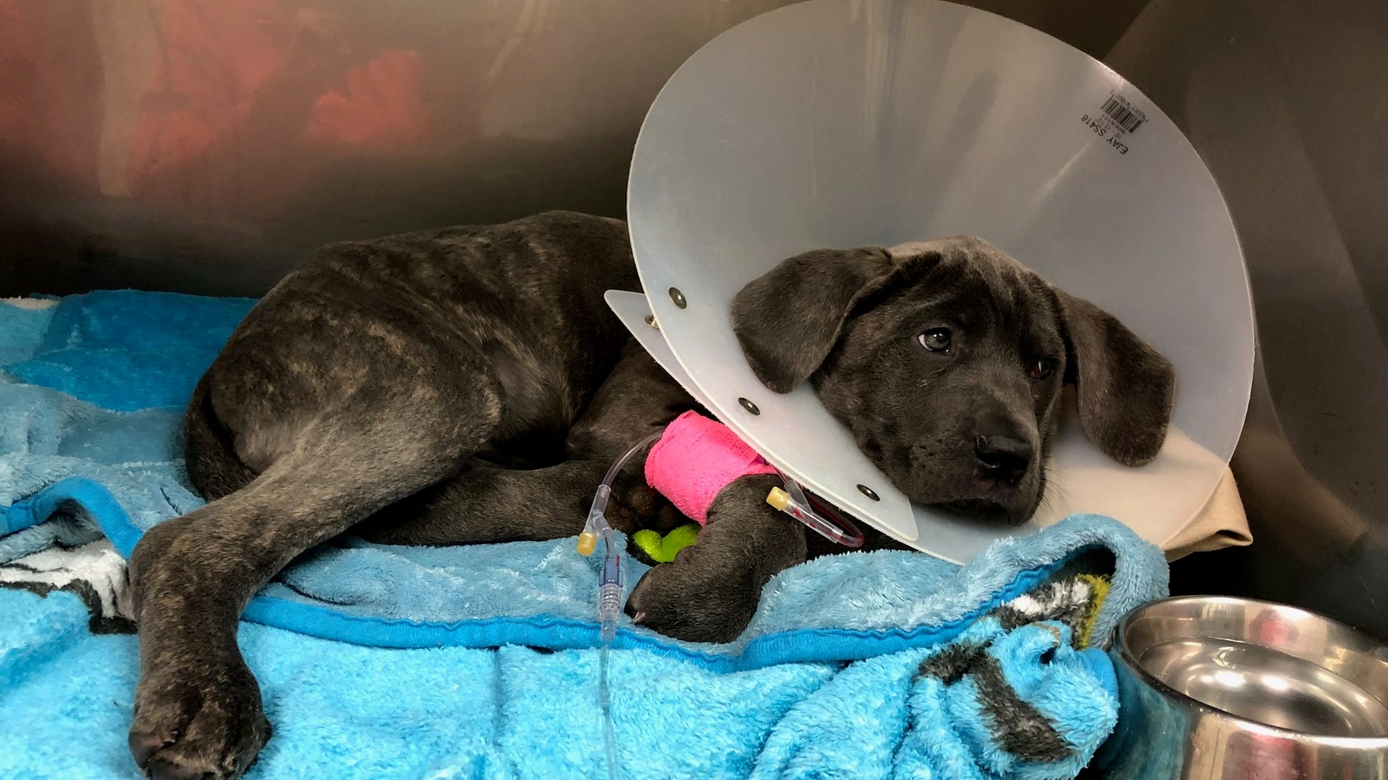 LI pet store knowingly sold sick puppies, some of which died within days: AG James lawsuit